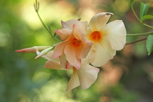 Apricot Mandevilla by Deb Oppermann